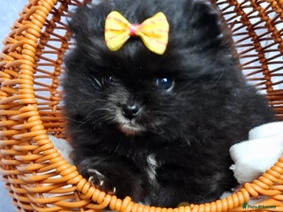 Pomeranian dogs KC Black Exquisite Girl white marking - Advert 5