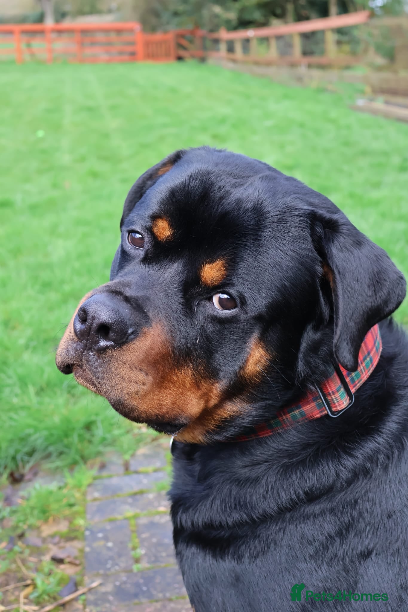Rottweiler dogs DEXTER, 5th Gen KC registered adult Rottweiler dog - Advert 12
