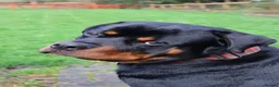Rottweiler dogs for sale: DEXTER, 5th Gen KC registered adult Rottweiler dog - Advert 1