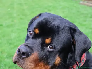Rottweiler dogs DEXTER, 5th Gen KC registered adult Rottweiler dog - Advert 5