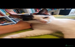 Domestic Shorthair cats for sale: Beautiful girl  - Image 5