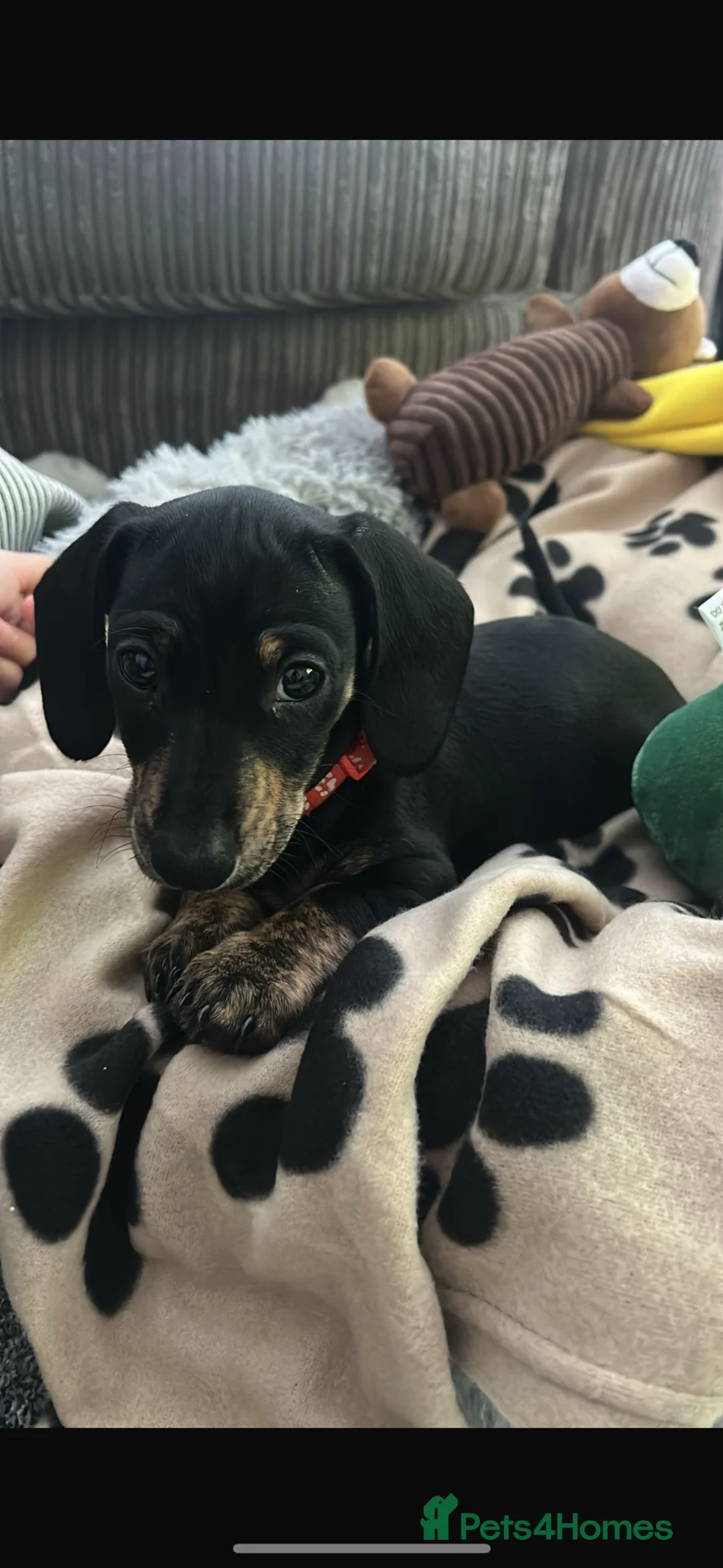 Miniature Dachshund dogs for sale: Mini dachshund  - Advert 1