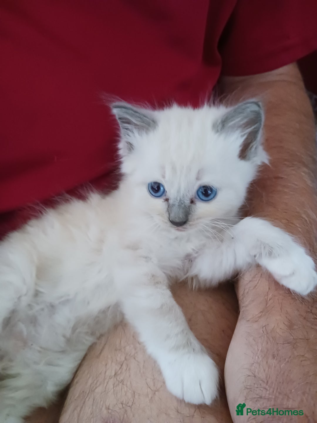 Ragdoll cats for sale: CUTE BLUE COLOUR POINT RAGDOLL KITTENS  - Image 16