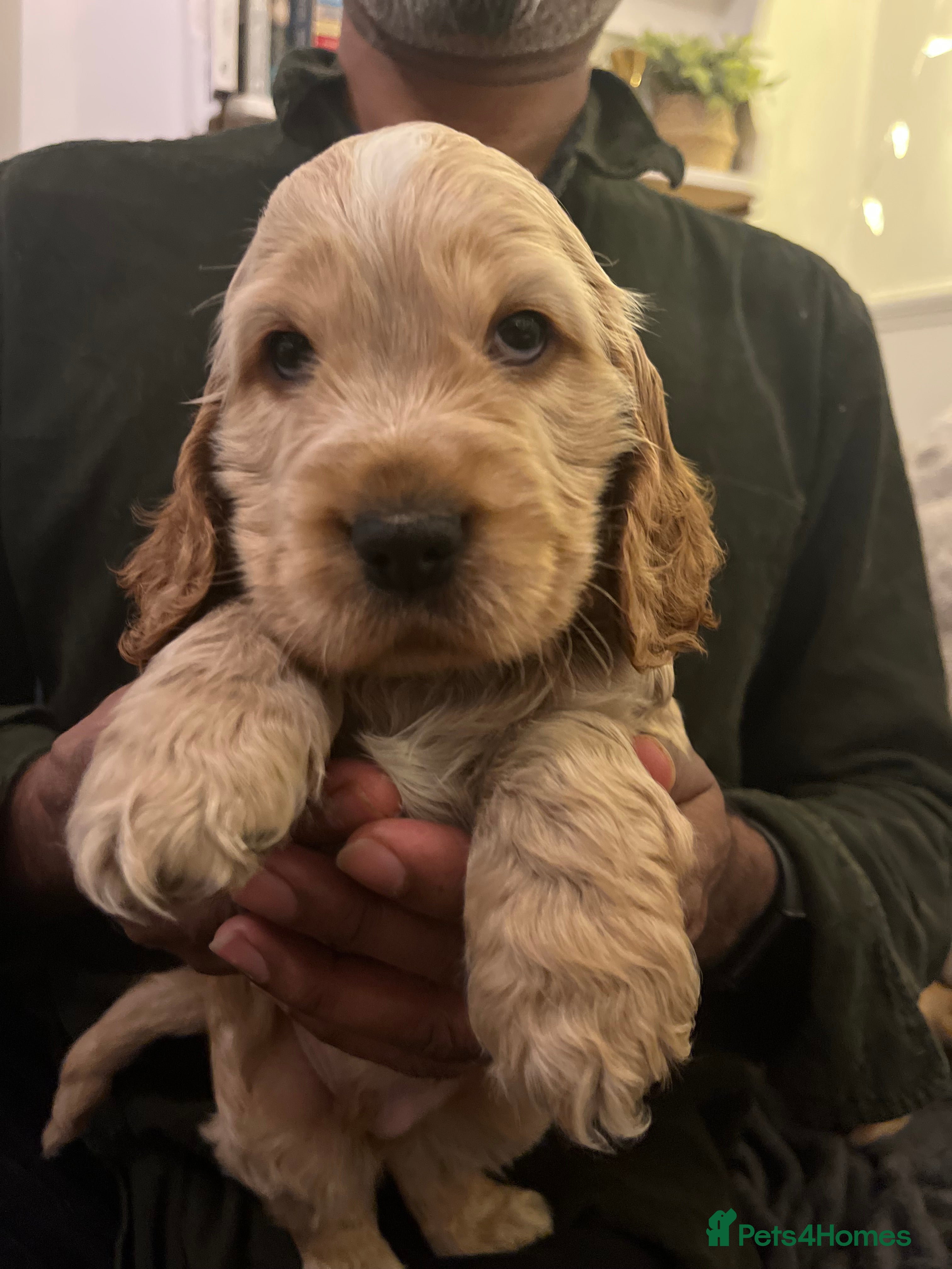 Cocker Spaniel dogs Adorable show type cocker spaniel pups - Advert 12