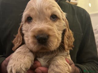 Cocker Spaniel dogs Adorable show type cocker spaniel pups - Advert 15