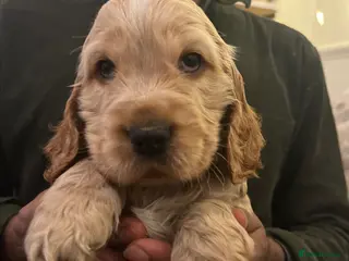 Cocker Spaniel dogs Adorable show type cocker spaniel pups - Advert 4