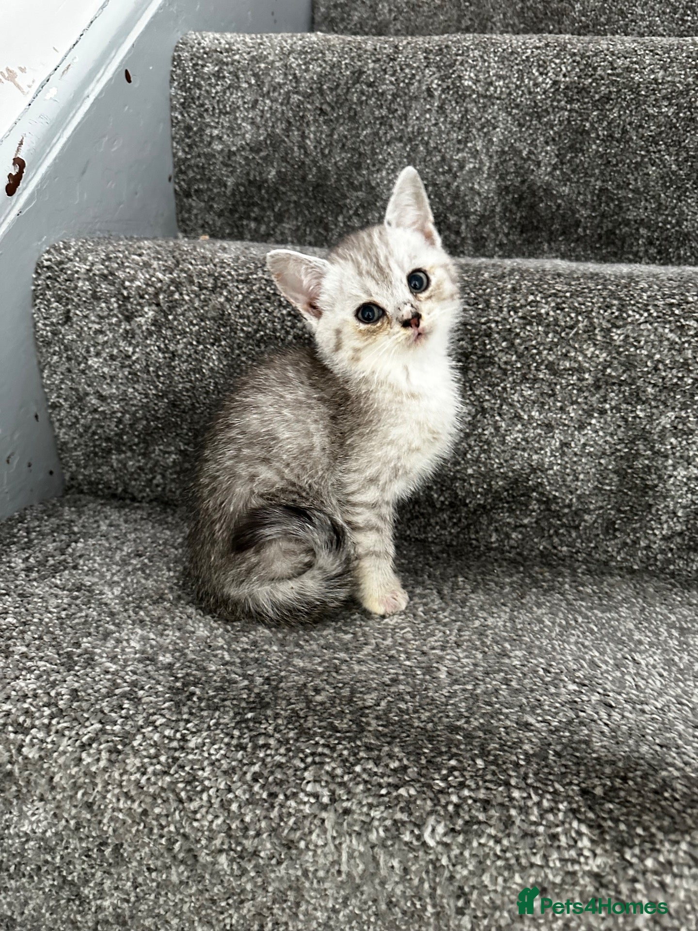 British Shorthair cats Silver shaded british shorthair kittens  - Advert 1