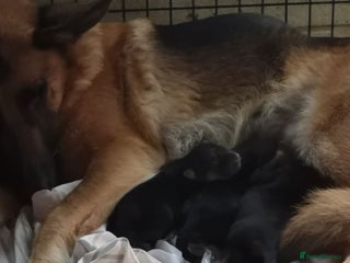 German Shepherd dogs One large straight back male puppy 11 weeks - Advert 1