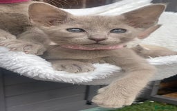 Mixed Breed cats for sale: Oriental X Siamese  - Image 15