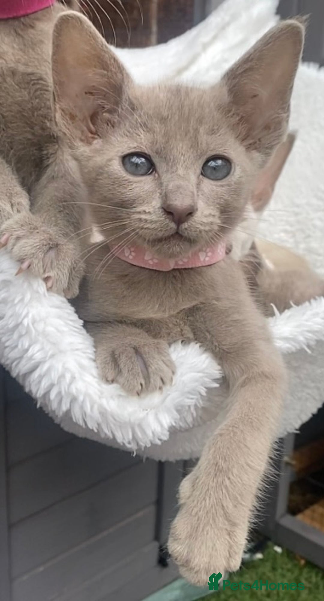 Mixed Breed cats for sale: Oriental X Siamese  - Image 15