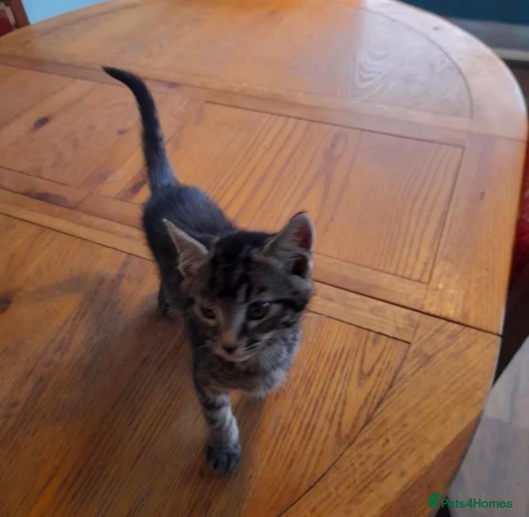 Mixed Breed cats for sale: Part bengal kittens  - Advert 2