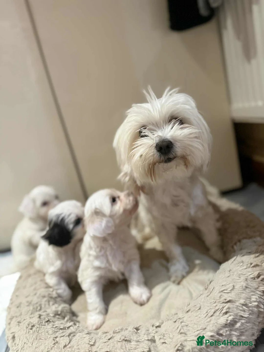 Malshi dogs for sale: Malshi puppies  - Advert 3