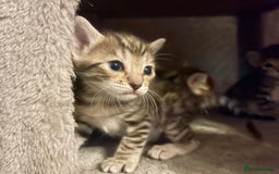 Bengal cats for sale: Beatiful bengal kittens.  - Image 6