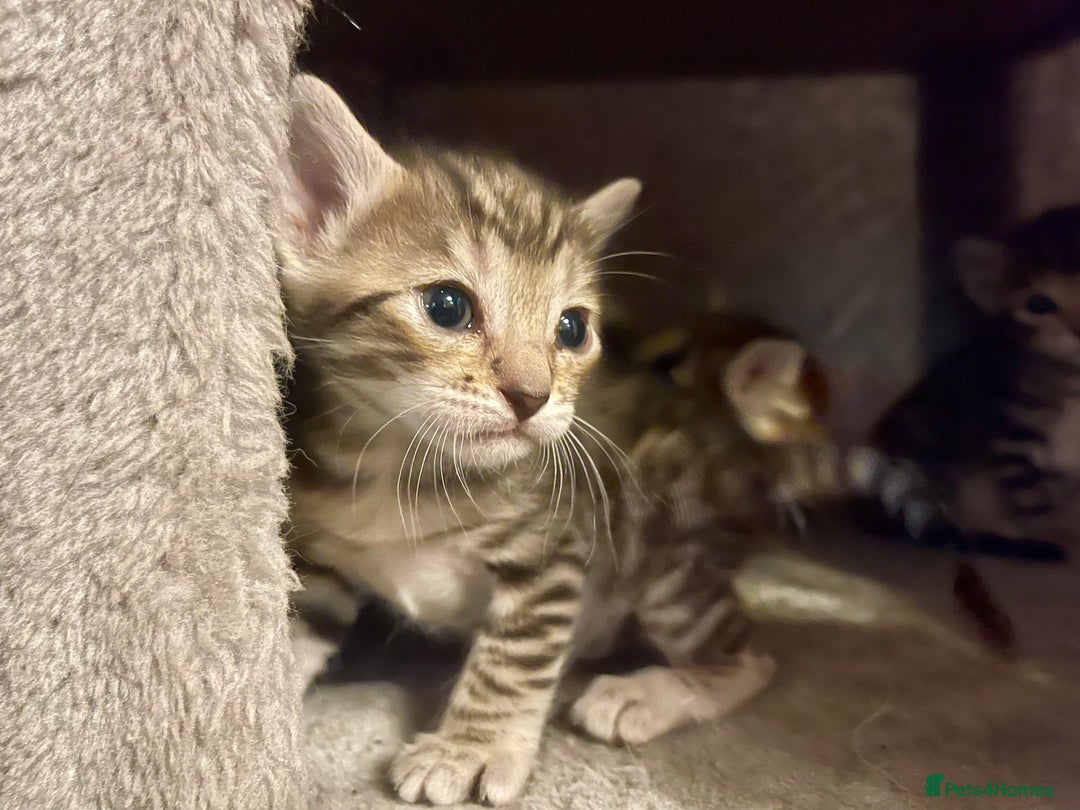 Bengal cats for sale: Beatiful bengal kittens.  - Image 6