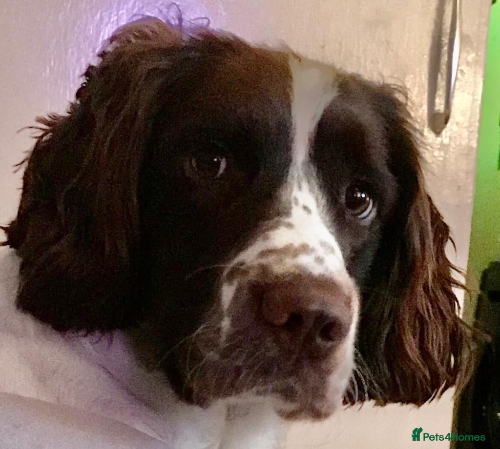 English Springer Spaniel dogs Big Springer spanial WORKING AS ASSISTANCE DOG - Advert 19