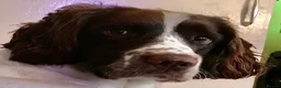 English Springer Spaniel dogs for stud: Big Springer spanial WORKING AS ASSISTANCE DOG - Advert 1
