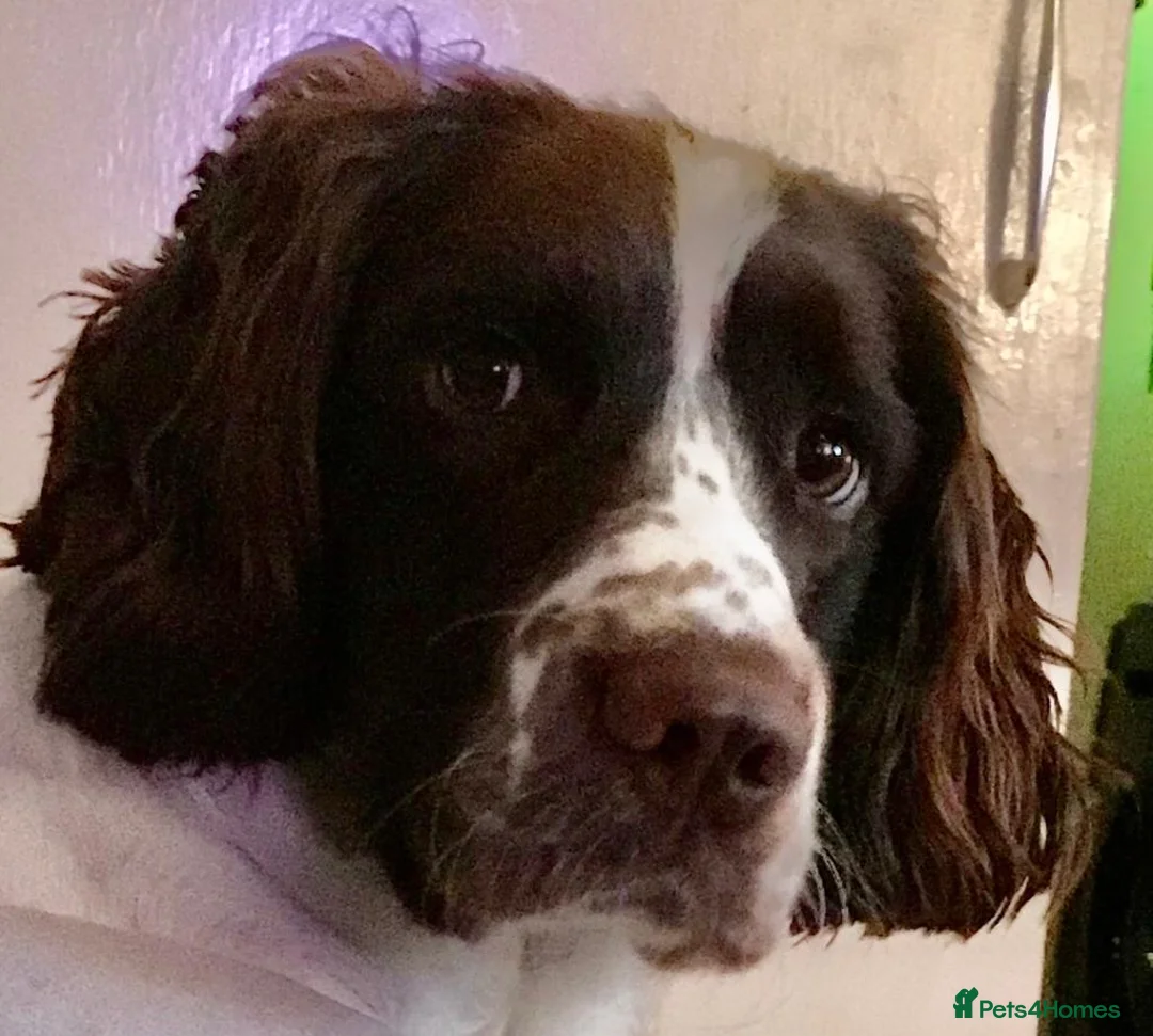 English Springer Spaniel dogs for stud: Big Springer spanial WORKING AS ASSISTANCE DOG - Advert 1