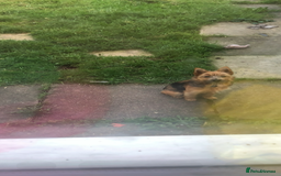 Mixed Breed dogs for sale: yorkie-pom - Advert 2