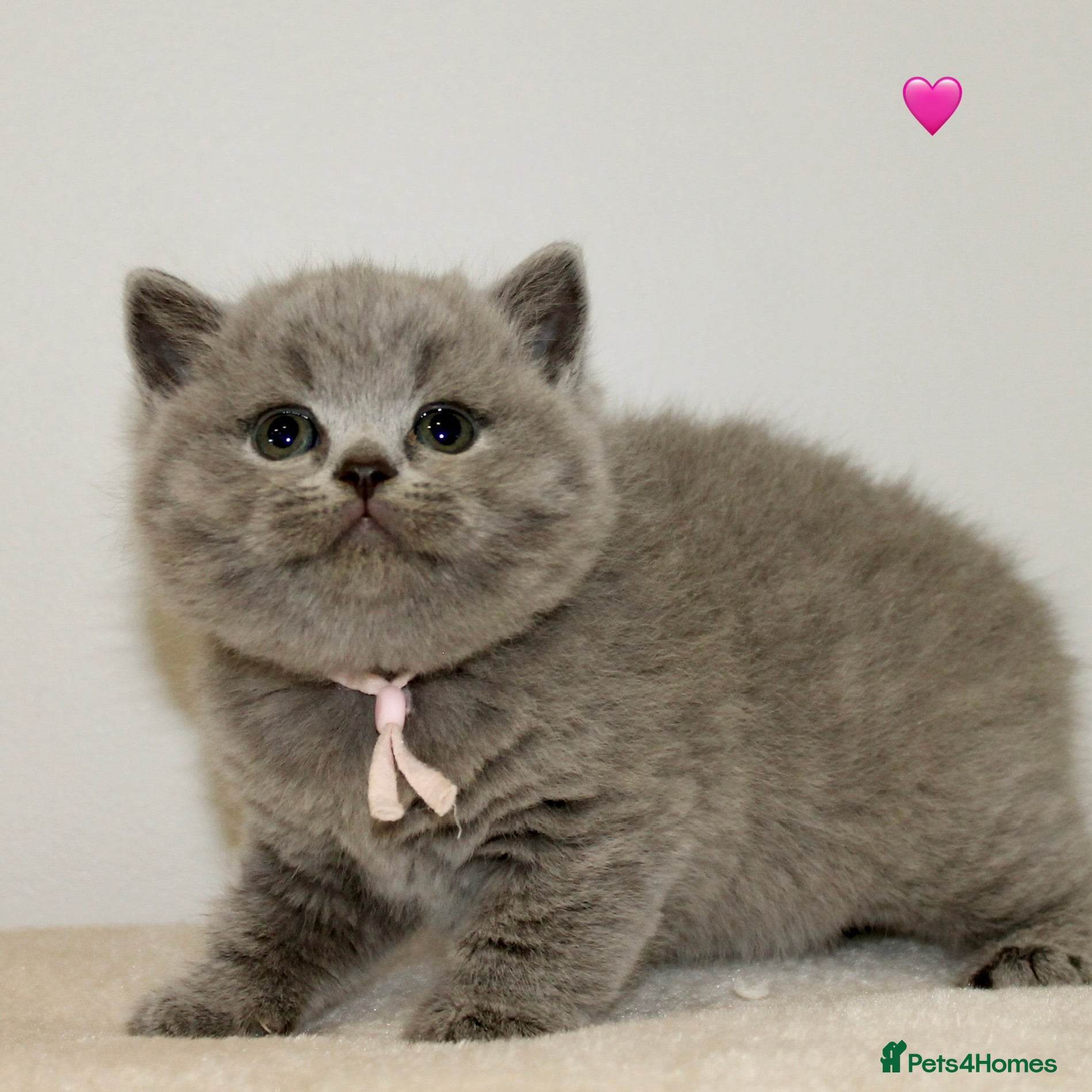 British Shorthair cats for sale: Gccf British Blue kittens  - Advert 9