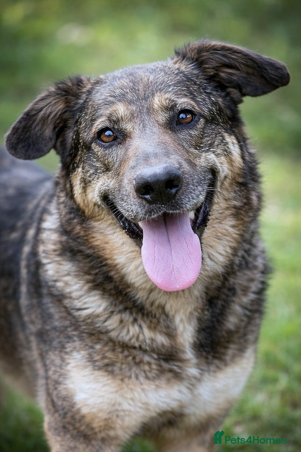 Mixed Breed dogs ♫ Josephine, She Sends You All Her Love 💕 - Advert 8