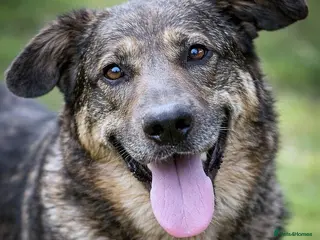 Mixed Breed dogs ♫ Josephine, She Sends You All Her Love 💕 - Advert 8