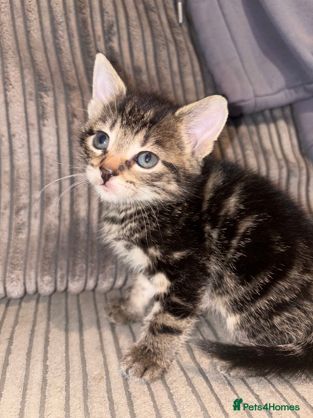 Domestic Shorthair cats for sale: 4 gorgeous Tabby kittens ready 26-1-26 - Advert 34