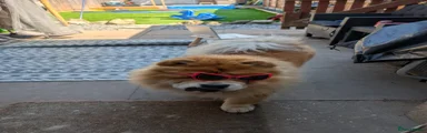 Chow Chow 