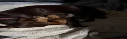 Miniature Dachshund dogs for sale:  * Rare * Stunning chunky Dachshund Fawn Boy -  - Advert 10