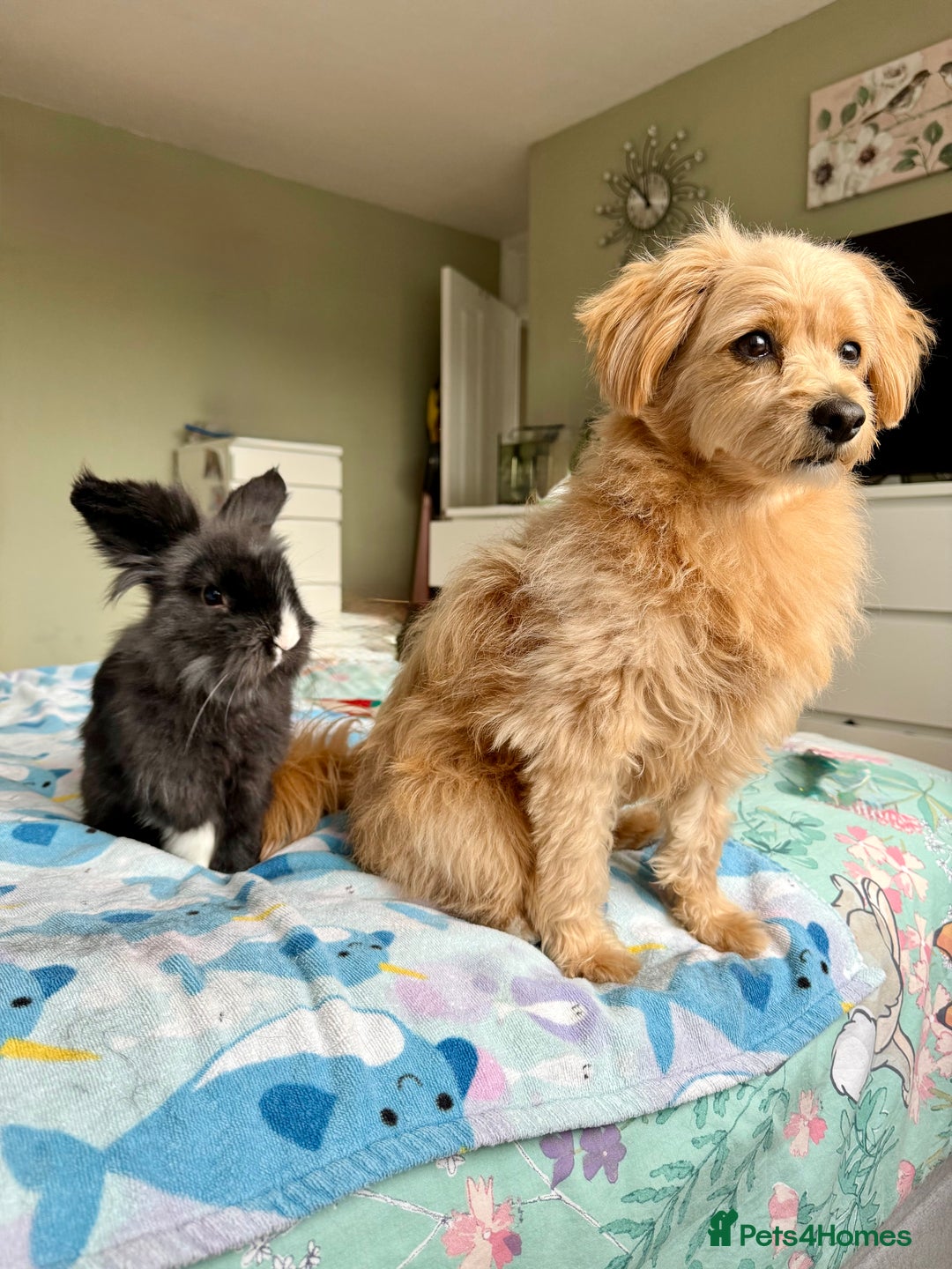 Lionhead rabbits for sale: Lionhead Male Rabbit - Ezri - Advert 5