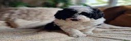 Sheepadoodle dogs for sale: Ultimate Pedigree F1 Sheepadoodles  - Advert 7