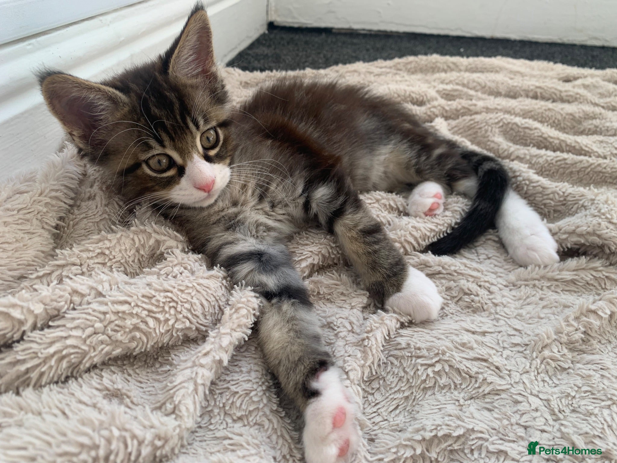 Mixed Breed cats READY TO GO !!!Mixed Main Coon kittens  - Advert 6