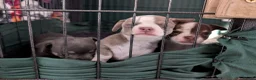 Chihuahua dogs for sale: Chihuahua puppys  in Louth - Advert 1