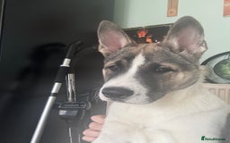 Mixed Breed dogs for sale: American Akita Puppy - 4 months old - Image 3