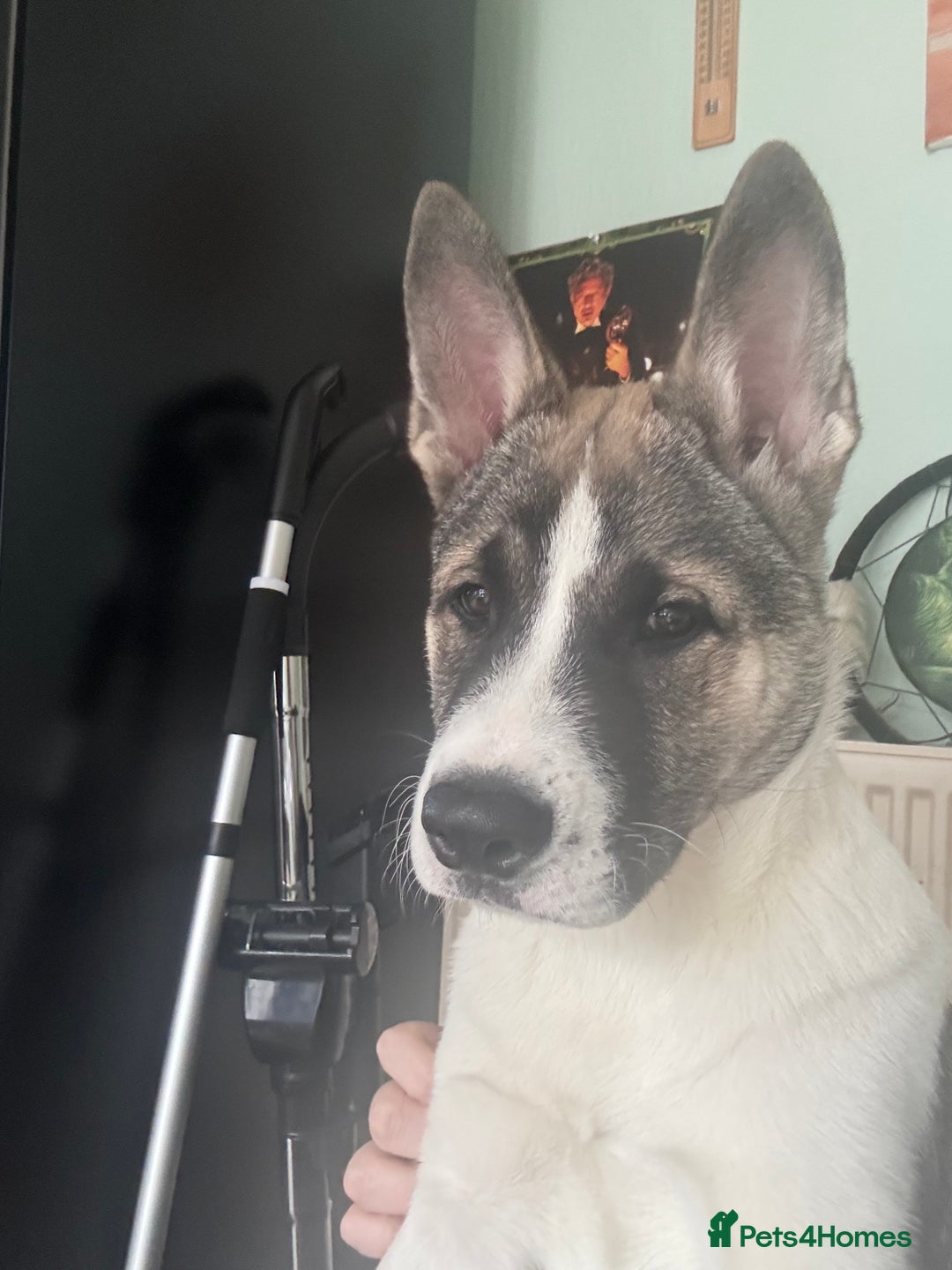 Mixed Breed dogs for sale: American Akita Puppy - 4 months old - Image 3