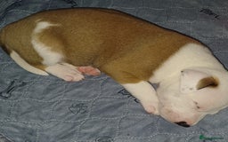 Mixed Breed dogs for sale: Mastiff x staffy puppies looking for new homes - Image 3