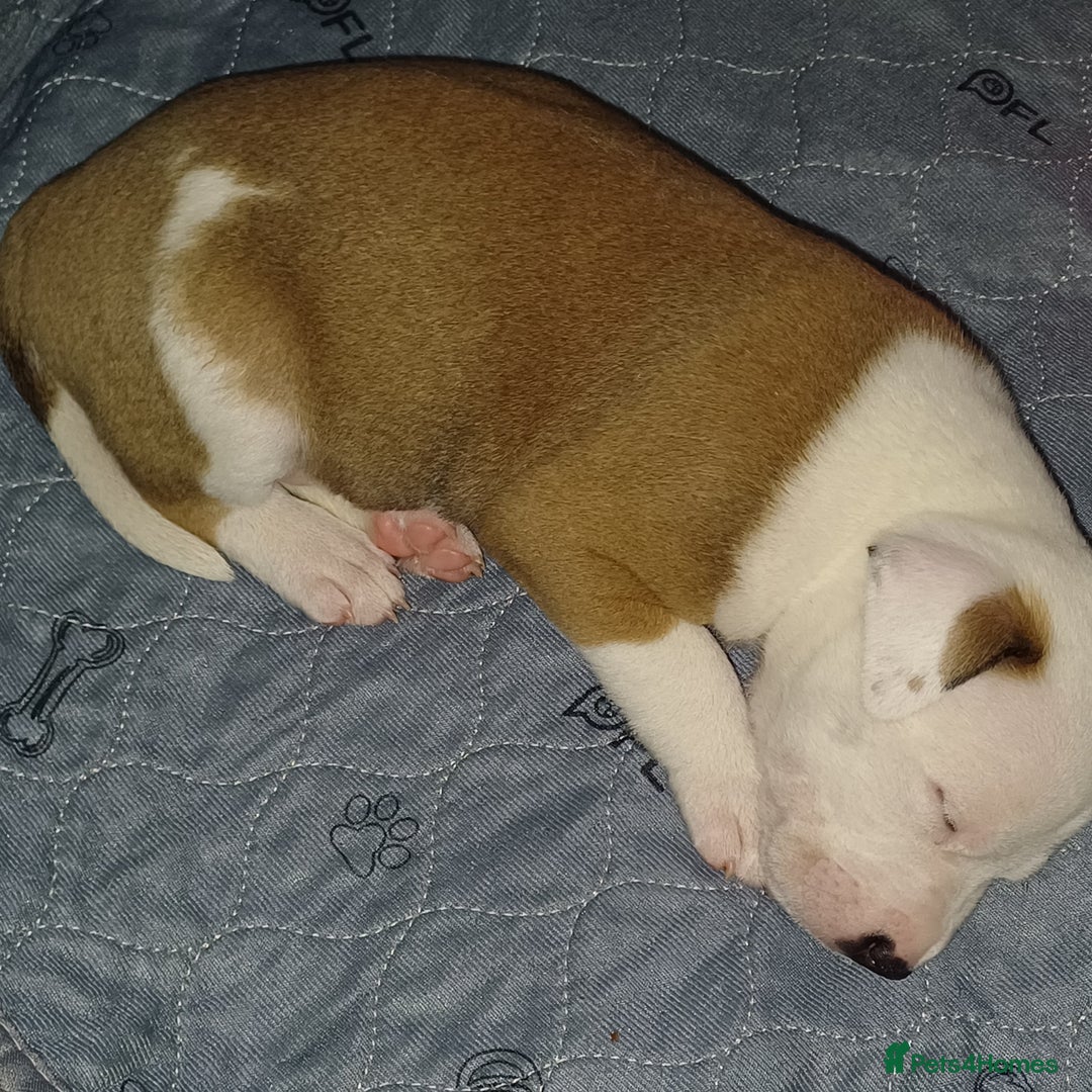 Mixed Breed dogs for sale: Mastiff x staffy puppies looking for new homes - Image 3