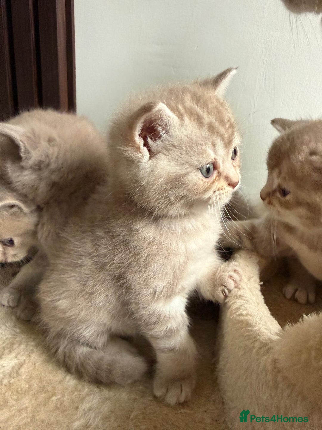 British Shorthair cats for sale: Beautiful British Shorthair kittens 3 Boys 2 Girls - Advert 17