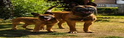 Belgian Shepherd Dog dogs for sale: 18 week old Belgian Malinois seeking forever home in Hamilton - Advert 4