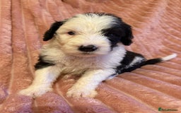 Sheepadoodle dogs for sale: Lovely Litter of F1 Sheepadoodles 5⭐️ license  - Image 18