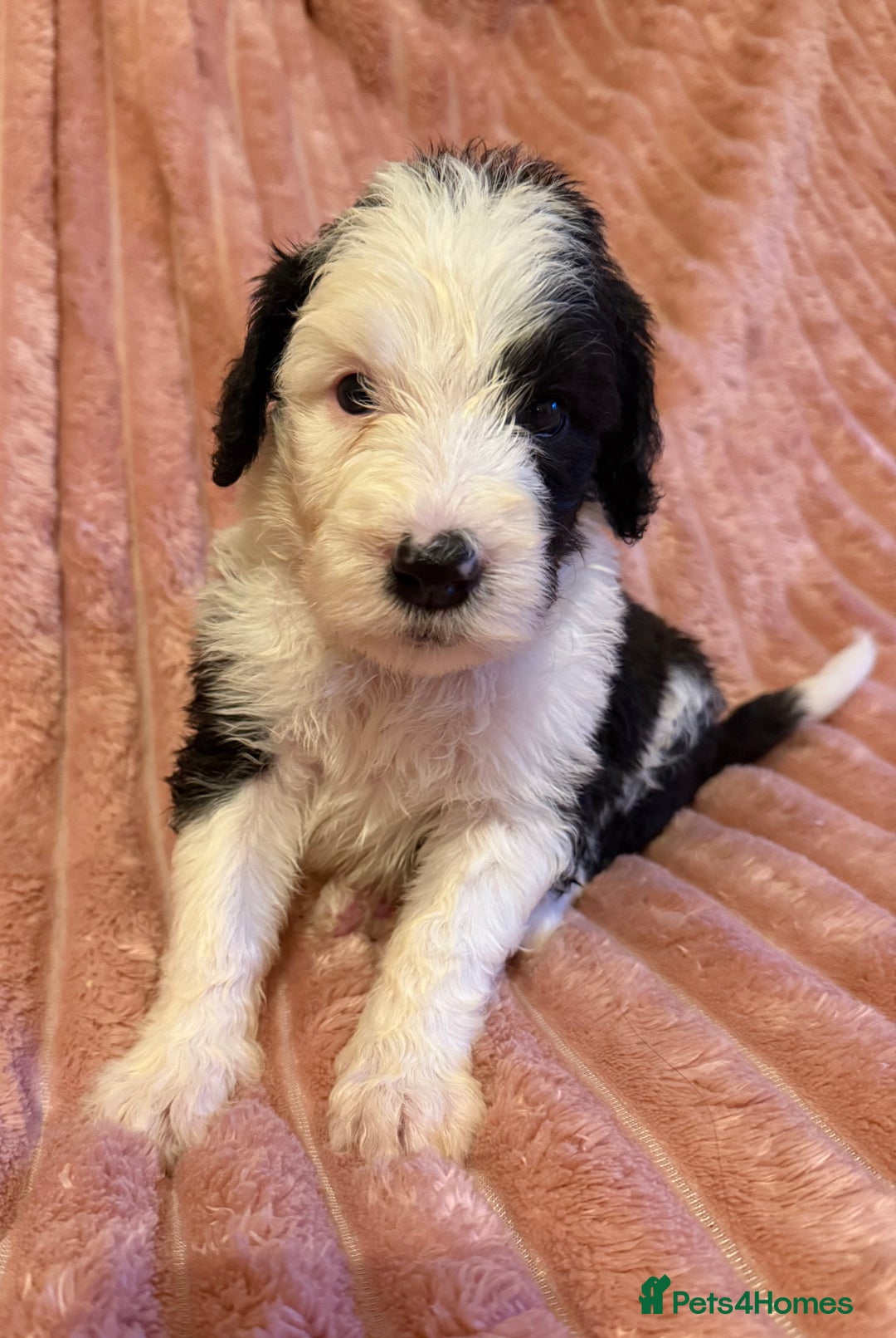Sheepadoodle dogs for sale: Lovely Litter of F1 Sheepadoodles 5⭐️ license  - Image 18