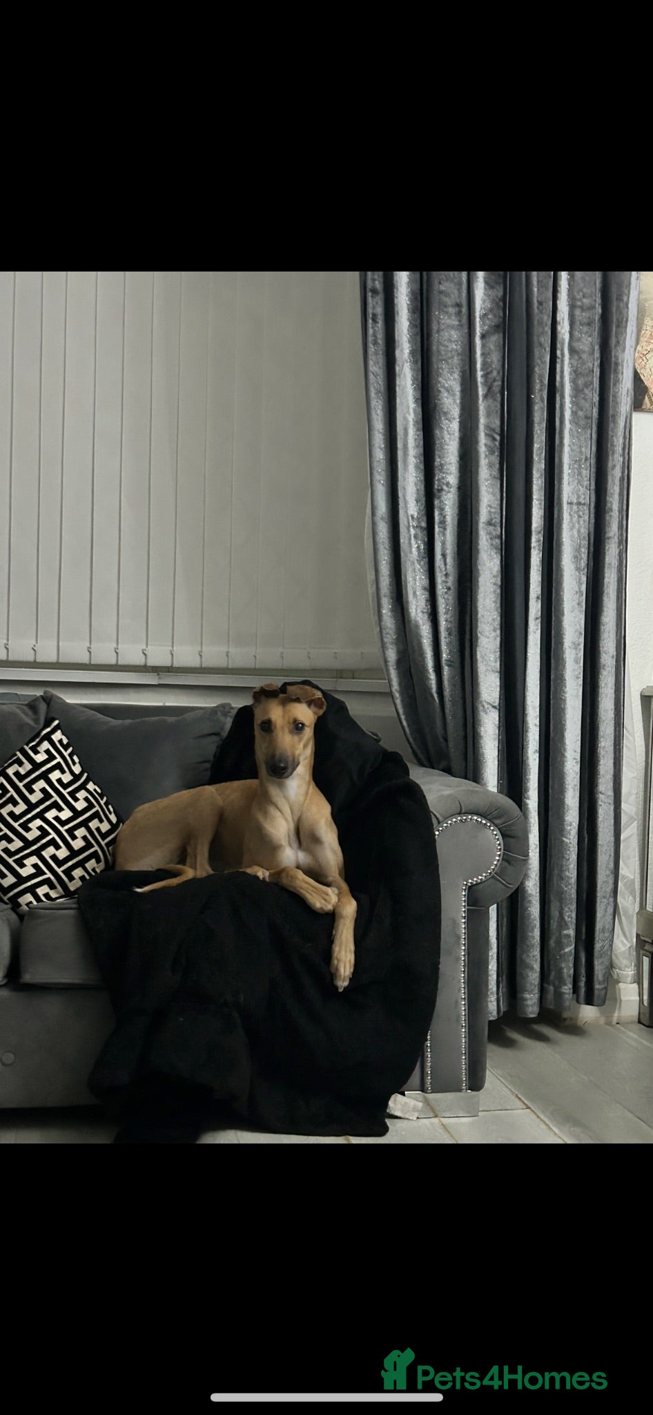 Greyhound dogs Trickii  - Advert 8