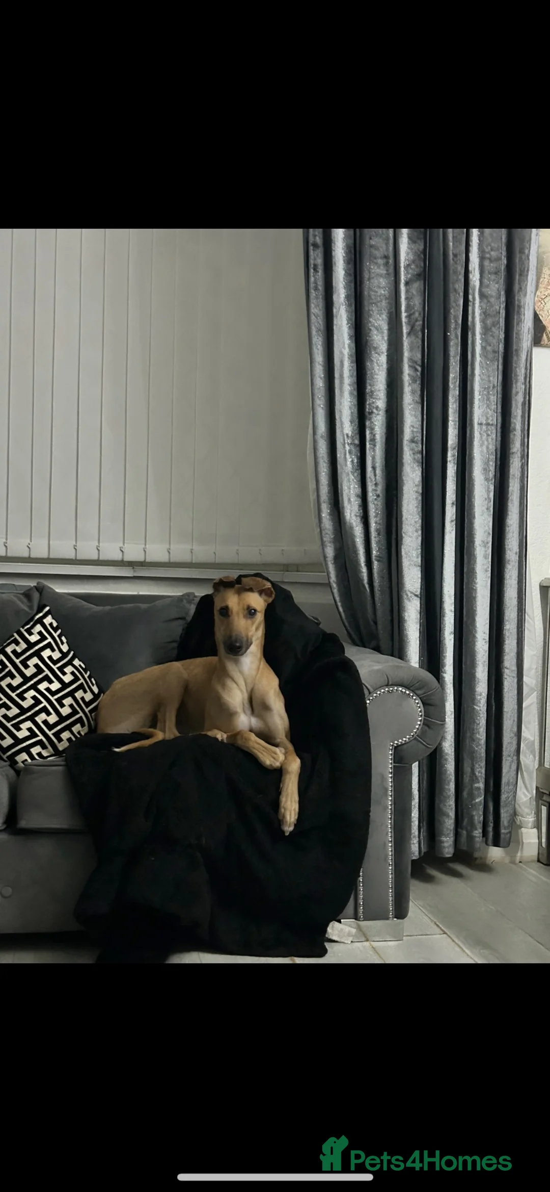 Greyhound dogs for sale: Trickii  - Advert 1