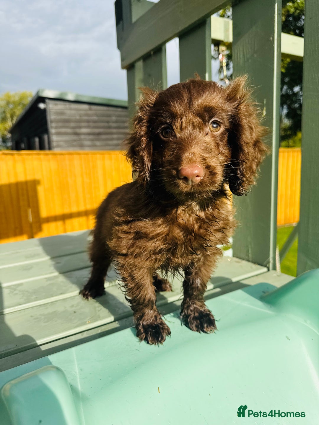 Cockapoo dogs for sale: Chocolate Merle Cockapoo Babies 🐾🐾🐾 - Image 6