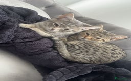 British Shorthair cats for sale: 2 Scottish Fold British Short Hairs - £50 Together - Image 2