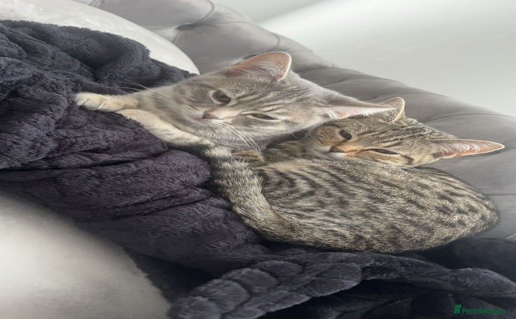 British Shorthair cats - Advert 7