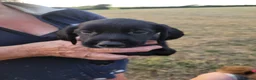 Mixed Breed dogs for sale: Labrador x sprocker puppies - Advert 4