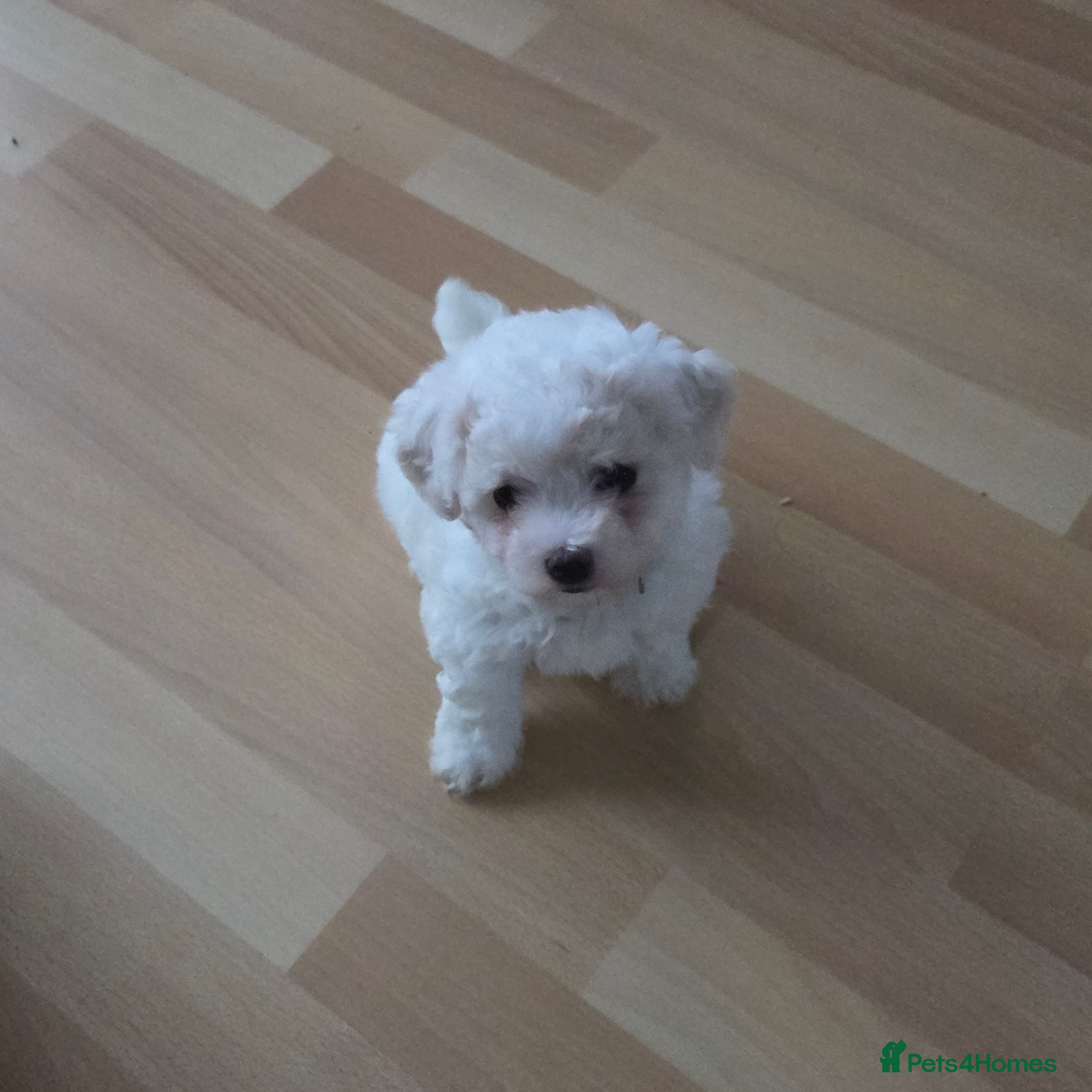 Bichon Frise dogs 2 Beautiful bishon frise girls left for rehoming - Advert 1