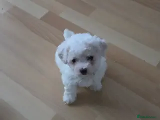 Bichon Frise dogs 2 Beautiful bishon frise girls left for rehoming - Advert 4