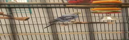 Budgerigars birds for sale: Budgies - Advert 4