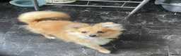 Pomeranian dogs for sale: Teddy-pomerian 10 months old - Advert 2